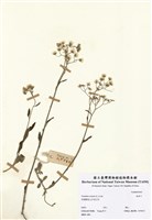 藏品(夜香牛)的圖片